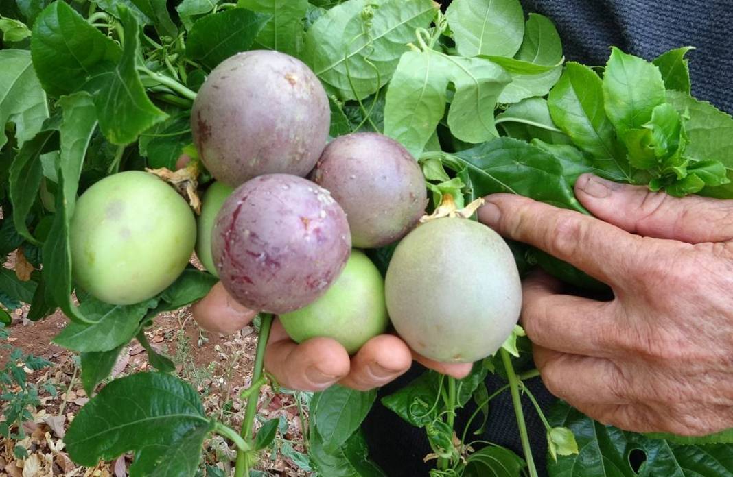 'Aşk meyvesi'ne yatırım yaptılar, mutluluktan havalara uçtular! Yurt dışından gelip kasa kasa alıyorlar, çok para kazandırıyor 3